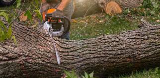  Campbell, MO Tree Services Pros