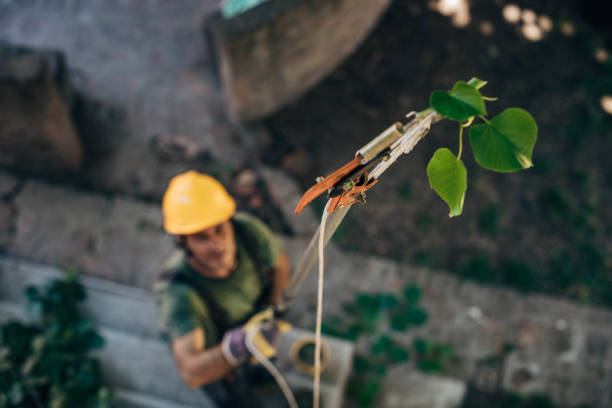 How Our Tree Care Process Works  in  Campbell, MO