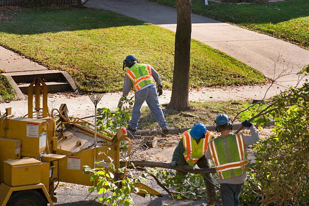 Best Tree Health Inspection  in Campbell, MO