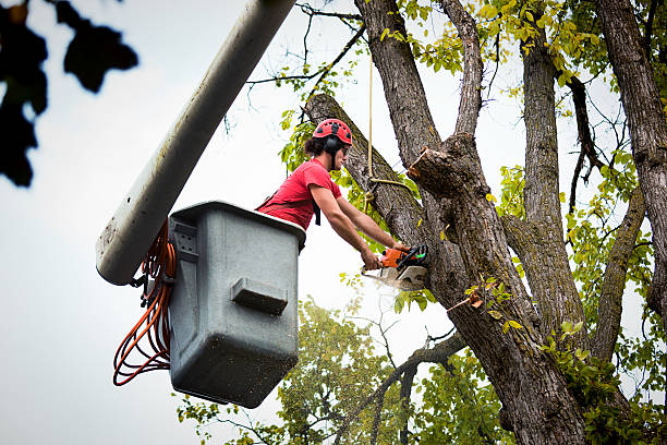 Best Hazardous Tree Removal  in Campbell, MO